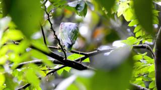 Blue rumped Parrot Psittinus cyanurus DSC6473 1 [upl. by Lorne146]