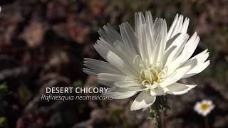 Death Valley Spring Wildflower Bloom [upl. by Woolson]