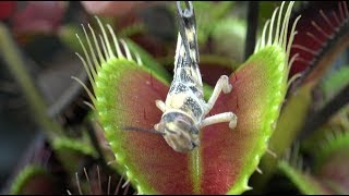 Venus Flytraps eating Locusts in 4K UHD Part 2 [upl. by Dympha452]