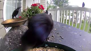 Grackles on a cloudy morning [upl. by August]