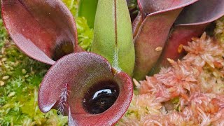 Scālz Botanical Care  Simple Way To Keep Heliamphora ciliata [upl. by Suivatnad]