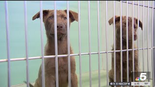 Clear the Shelters celebrates 10 years of finding pets forever homes  NBCDFW [upl. by Rusel]