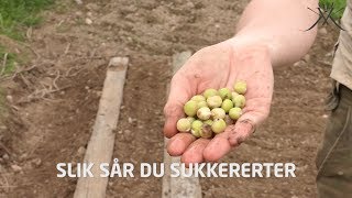 Slik sår du sukkererter [upl. by Dabbs646]