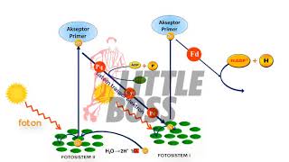 BIOLOGI KELAS 12 METABOLISME  ANABOLISME FOTOSINTESIS [upl. by Atihcnoc]