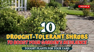 10 DROUGHTTOLERANT SHRUBS TO BOOST YOUR GARDEN’S RESILIENCE 🌺🌞🌳  Gardening Ideas [upl. by Kablesh]