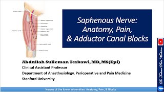 Saphenous nerve Anatomy Pain and Adductor Canal Block [upl. by Cooley]