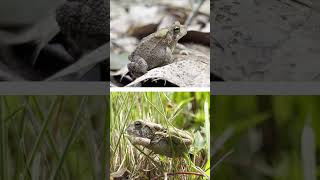 Finding Rare Reptiles amp Amphibians [upl. by Assilat]