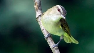 Redeyed Vireo Portrait [upl. by Renae]