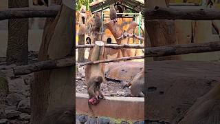 Hamadryas baboon animals shorts [upl. by Anairt911]