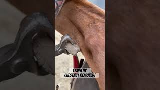 Crunchy Chestnut Removed 🐎 horse farrier aquestrian shorts toppicktracker [upl. by Veronika736]