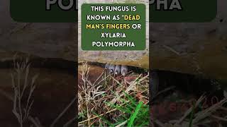 The Eerie Fingers of Dead Mans Fungus 😱🍄 facts shorts fungus nature [upl. by Phip]