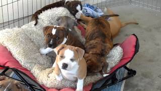 7 12 Week old Staffordshire Bull Terrier Puppies Playing Shaq X Deuce Puppies [upl. by Lletnohs]