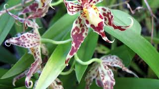 ODONTOGLOSSUM  ОДОНТОГЛОССУМ [upl. by Caresse]