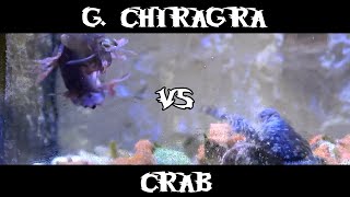 Gonodactylus Chiragra VS Crab [upl. by Mckinney]