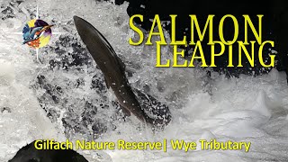 Salmon Leaping At Gilfach Nature Reserve A River Wye Spawning Ground amp Tributary [upl. by Pesvoh211]