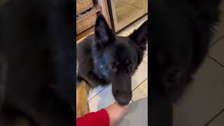 Assistance Dog Task TrainingAnxiety Interruption￼ Pt4 servicedog assistancedog germanshepherd [upl. by Sucramal]