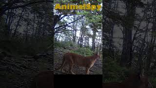 PUMAS HEMBRA JOVEN – PATAGONIA CHILE trailcamera cámarastrampa mountainlion puma wildlife [upl. by Llehsam]