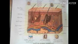 المستقبلات الحسية على مستوى الجلد السنة الرابعة متوسط [upl. by Eanom482]