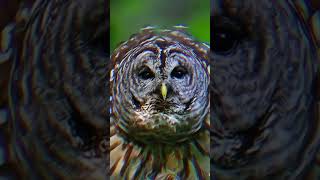 Birds arnt real viralvideo kesvetbenionecikar keşvet viralvideo [upl. by Eiramyma]