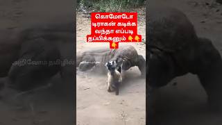 😱 கொமோடோ டிராகன் கடிக்க வந்தா எப்படி தப்பிக்கனும் 👇komodo shortvideo [upl. by Aleda904]