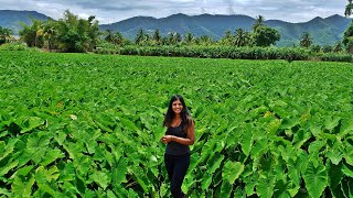 DASHEEN BUSH taro leaves kalo elephant ears Field in Trinidad  KampI [upl. by Cordey799]