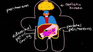 BIOL 430 Organs Review Lab [upl. by Naul]