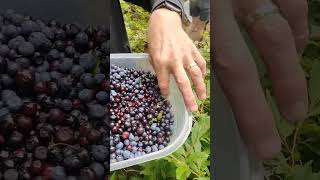 5 lb of huckleberries [upl. by Estes]