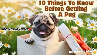 10 Things to Know Before Getting A Pug🐶 pug dog puglovers pugdog knowledge mustknow [upl. by Drofniw]