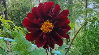 You Wont Believe How Many Types of Dahlias Exist Red Mroon Dahlias amp More [upl. by Auqinimod]