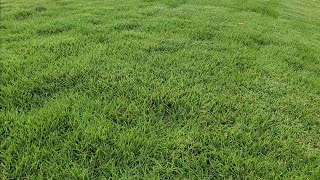 Zoysia Vs Bermuda Grass Season 3 Episode 3 [upl. by Felicie98]