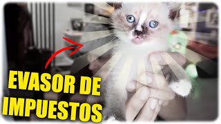 MAAU presenta a su nueva adquisición se llama Kokoa 👉🐱 [upl. by Bain486]