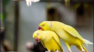 Yellow Ring Necked Parakeet Taking Parrot trendingshorts viral viralyoutubevideos parrot [upl. by Conti]