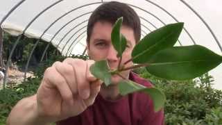 How to Propagate Rhododendrons with a Nearing Frame Taking Cuttings in the Hoop House [upl. by Aggie376]