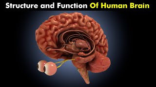 Human Brain  Structure and Function of Human brain  How Human Brain Works [upl. by Atsiuqal883]