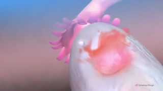 Ovulation amp the menstrual cycle  Narrated 3D animation  YouTube [upl. by Elrae]