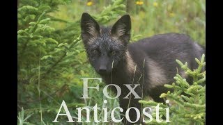 The enigmatic black fox of Anticosti Island [upl. by Dreda]