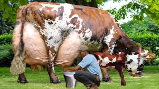 Highest Milking Biggest Udder Normande Cow  Highly Fat Milk Breed [upl. by Yraunaj]