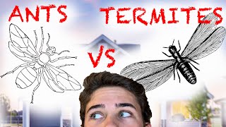 Flying Ants VS Flying Termites AKA Swarmers [upl. by Kerwin]