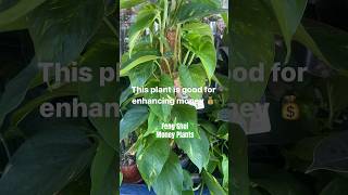 Feng shui money plants fengshui fengshuihouseplant moneyplants goldenpothos fengshuilondon [upl. by Malony893]