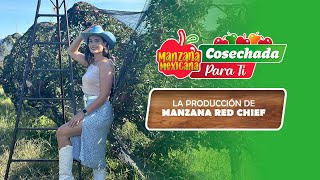 CAPITULO 4  LA PRODUCCIÓN DE MANZANA RED CHIEF ¡MANZANA MEXICANA CLARO [upl. by Jemmy]