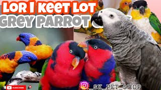 Lori keet lot  Grey parrot Tammed  Black head caique parrot  Yellow dominant sunconure chicks✨ [upl. by Stanislas893]