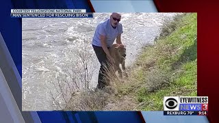 Man sentenced for harassing Yellowstone bison calf [upl. by Luiza]