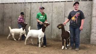 Goat Showmanship [upl. by Senalda]