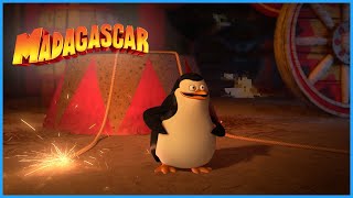 The funniest penguin  DreamWorks Madagascar [upl. by Rose]