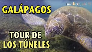 Islas Galápagos Isla Isabela Tour de los Túneles 🇪🇨 [upl. by Jadd]