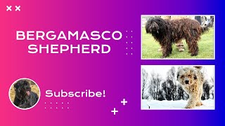 Unveiling the Bergamasco Shepherd Comprehensive Breed Guide and Care Tips [upl. by Yllier]