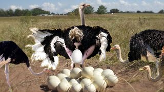 How Ostrich Laying To Giant Eggs [upl. by Johathan186]