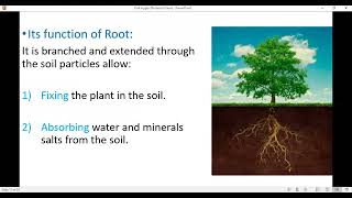 Absorption and transmission of water and mineral salts in plants [upl. by Joab]