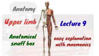 Anatomical Snuff Box  easy explanation  Aiapget  anatomy  next  aiapget anatomy medical [upl. by Debby]