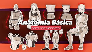 Anatomía Básica para principiantes  GUÍA COMPLETA  Tips de la figura humana ✨ [upl. by Verine456]